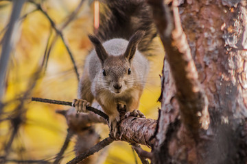squirrel