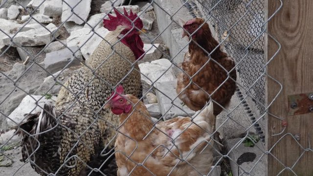 Hens and rooster closed on the catwalk, in hen house. Old white bricks on the ground.  View through a metal grid. Pan up.