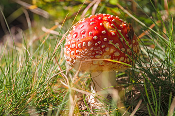 Amanita Muscaria is a toxic fungus, in the grass in an autumn forest.