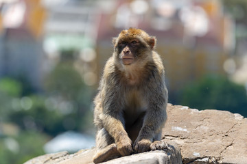 Monkey sitting with sea ship and mountain on background in Gibraltar