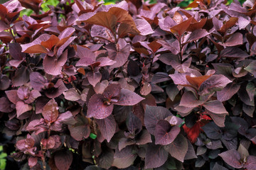 Acalyphe, Cancan, Acalypha wilkesiana