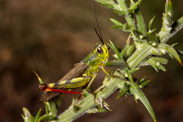 Saltamontes