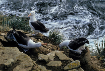 Albatros à sourcils noirs,.Thalassarche melanophris, Black browed Albatross, Iles Falkland, Iles...