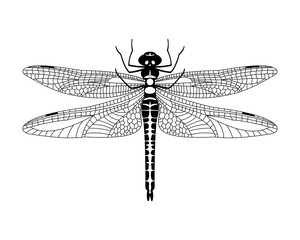 Black vector dragonfly icon isolated on white background,
