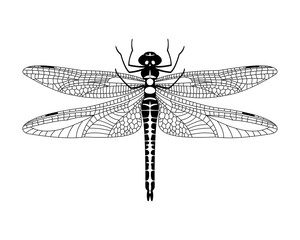 Black vector dragonfly icon isolated on white background,