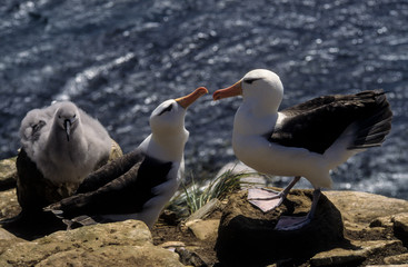 Albatros à sourcils noirs,.Thalassarche melanophris, Black browed Albatross, Iles Falkland, Iles Malouines