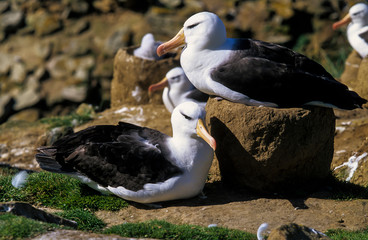 Albatros à sourcils noirs,.Thalassarche melanophris, Black browed Albatross, Iles Falkland, Iles...