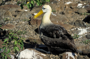 Albatros des Galapagos,.Phoebastria irrorata, Waved Albatross, Archipel des galapagos