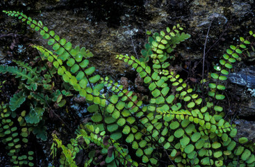 Capillaire des murailles, Asplenium trichomanes