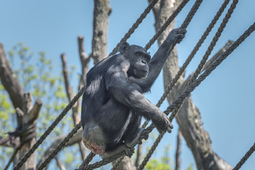 Western chimpanzee, West African chimpanzee, Pan troglodytes verus. Animals in natur reserve