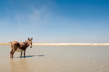 Fotobehang Donkey, South Africa, desert, standing in water © Megan Paine
