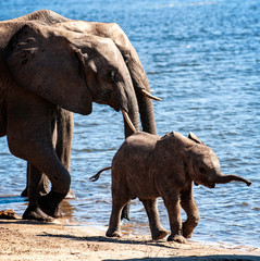 African Elephant, South Africa, family, calf, young, walking in water