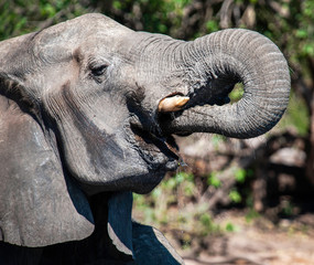 African Elephant, South Africa, adult, drinking, using trunk