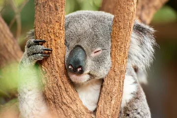 Fototapeten Australischer Koala im Freien. Queensland, Australien © robdthepastrychef
