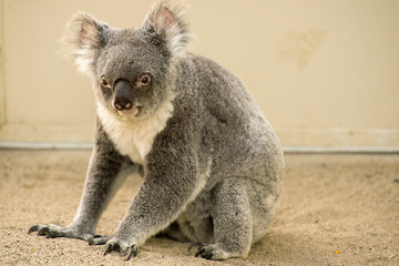 Australian koala outdoors. Queensland, Australia