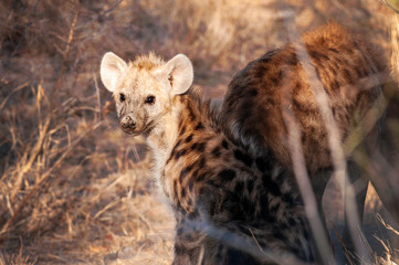 Hyena, South Africa, pair, close up