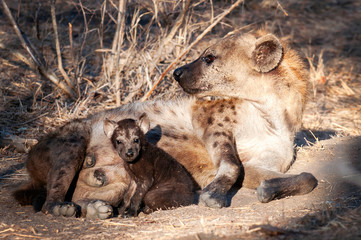 Hyena, South Africa, family, mother and cub