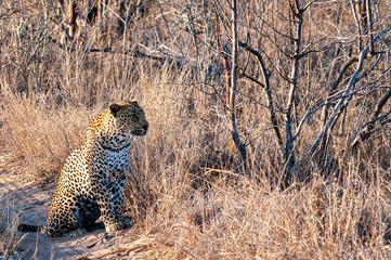 Leopard, South Africa, sitting in long grass