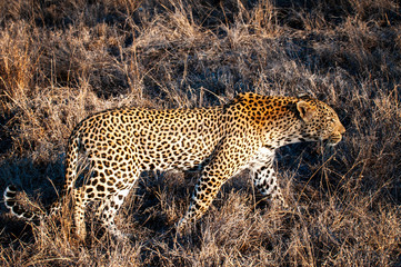 Leopard, South Africa, side view walking through grass