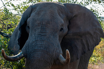 African Elephant, South Africa, face only, Tusks, up close