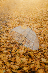 Autumn fall background with transparent umbrella on fallen yellow maple leaves. Trend umbrella with orange leaf lies on the ground in fall autumn park