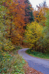 Fototapeta premium road in autumn forest