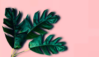 The leaves are beautiful, dark green, with a natural brightness. On a pink background