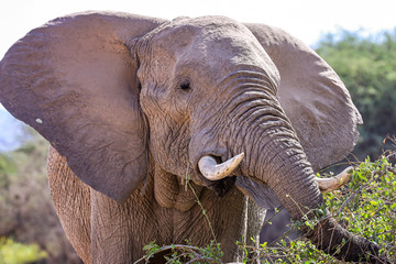 Naklejka na ściany i meble tête d'un Eléphant de face à la recherche de nourriture dans le désert du Damaraland en Namibie - Afrique Australe