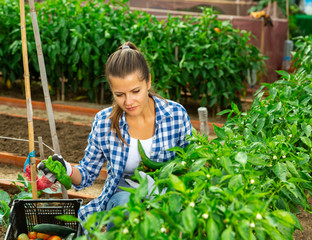 Positive woman farmer picks a harvesting of bell peppers in the garden
