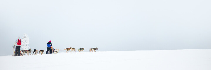 Husky dog sledding in Lapland, panoramic background with copy space, Finland