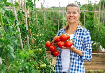 Young woman gardener holding harvest of fresh tomatoes