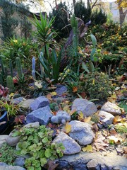 street cacti with autumn leaves