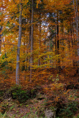autumn in the forest