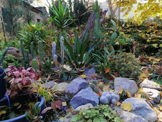 street cacti with autumn leaves