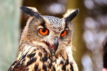 an owl with the orange eyes