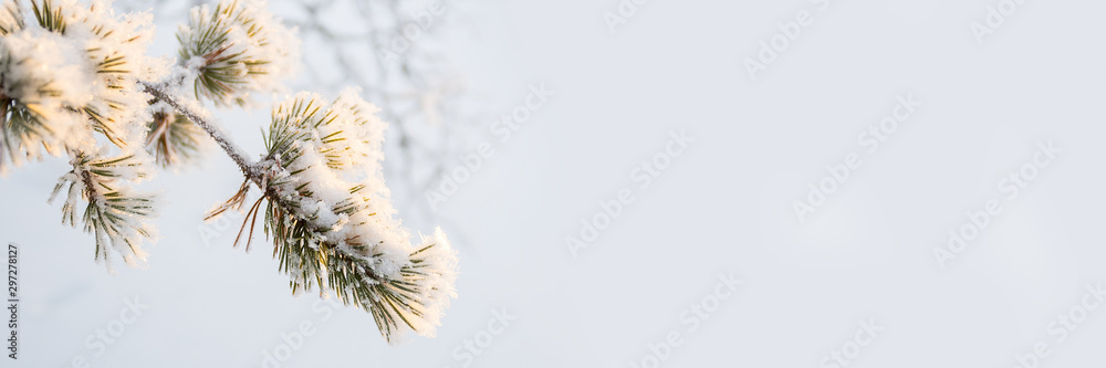 Wall mural snowy pine tree branch close-up in winter, white panoramic background with copy-space