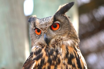 an owl with the orange eyes