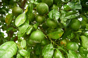 柑橘系の植物・蜜柑・アップ