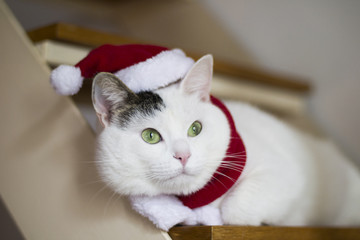 christmas cat santa hat