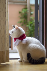 christmas cat santa hat