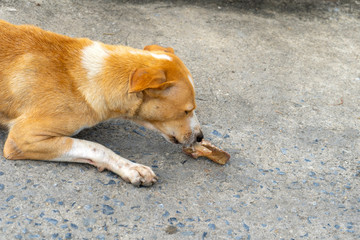 Vagrant dog eating on the side of the road