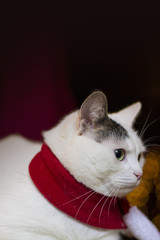 christmas cat santa hat