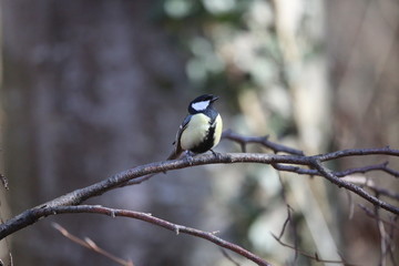aves varias 