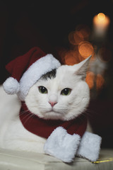 christmas cat santa hat