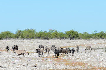 Wild african animals -gnu, kudu, orix, springbok, zebras drinking water in waterhole