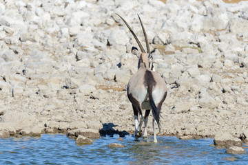 Wild oryx antelope in the African savannah