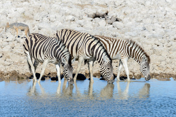 Obraz na płótnie Canvas Wild zebras drinking water in waterhole in the African savanna