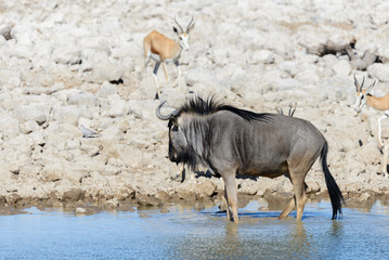 Obraz na płótnie Canvas Wild gnu antelope in in African national park