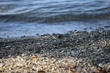 aves varias 