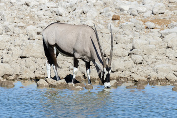 Wild oryx antelope in the African savannah